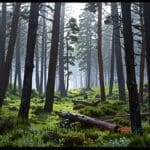 Sendero natural entre árboles y montaña en el Parque Nacional Huerquehue durante el día