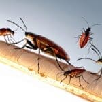 Primer plano de insectos sobre un lecho natural, iluminados por luz ambiental de laboratorio moderno